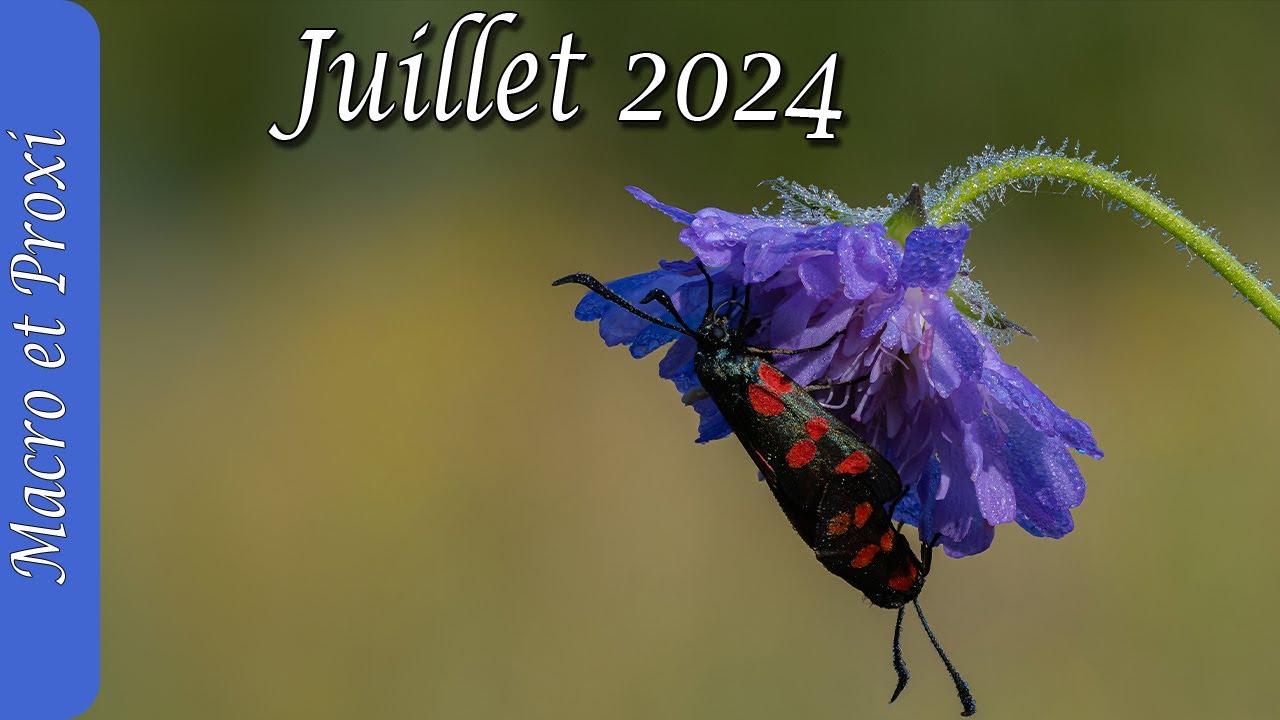 De belles macrophotographies et proxi pour ce mois de juillet 2024