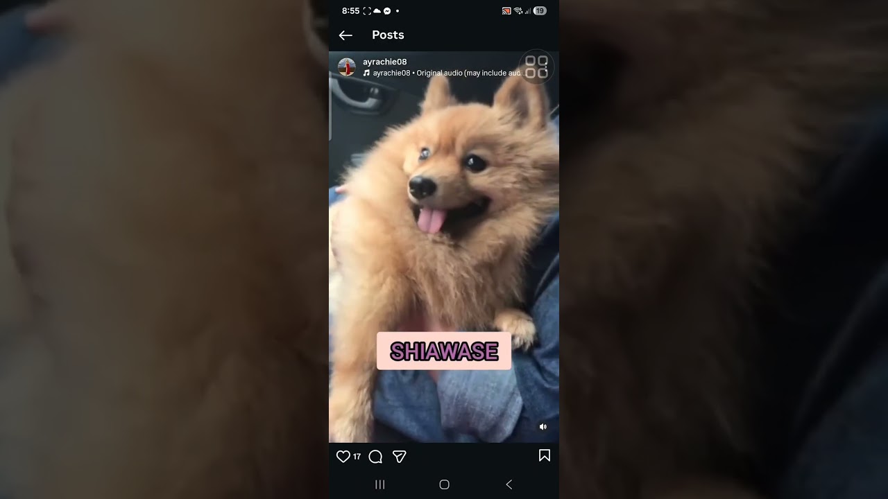 PotatoTribute @nomarsediego #family #pomeranian #memories #furryfriend 