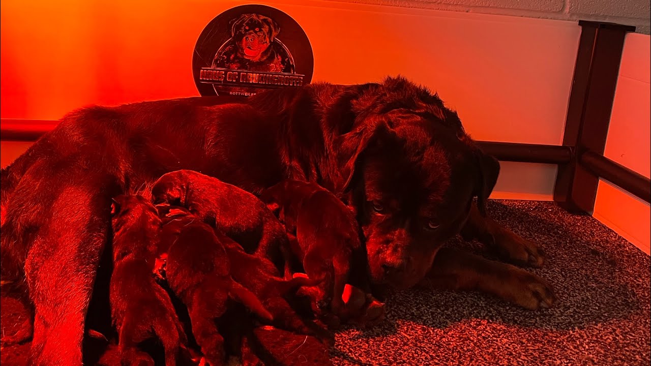 Rottweiler's First Litter of 9 Puppies
