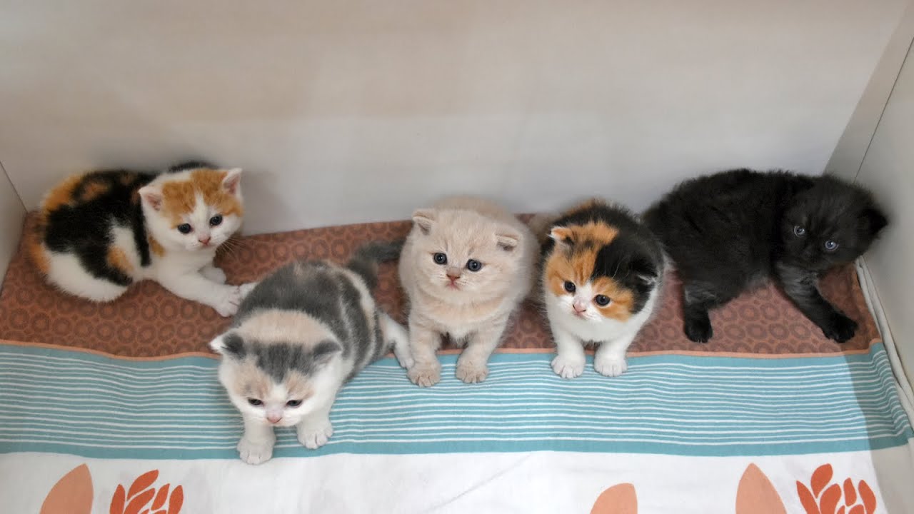 Litter R ❤ 33 days old ❤ British Shorthair and Longhair in Vienna ❤ *18.02.2025
