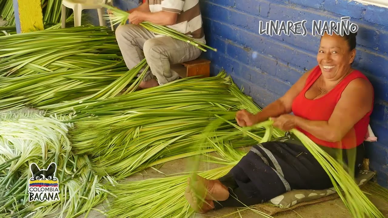 La iraca de Linares que le da vida a la artesanía de una región