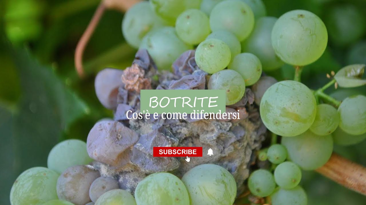 Botrite, cos'è e come eliminarla dalle nostre piante.