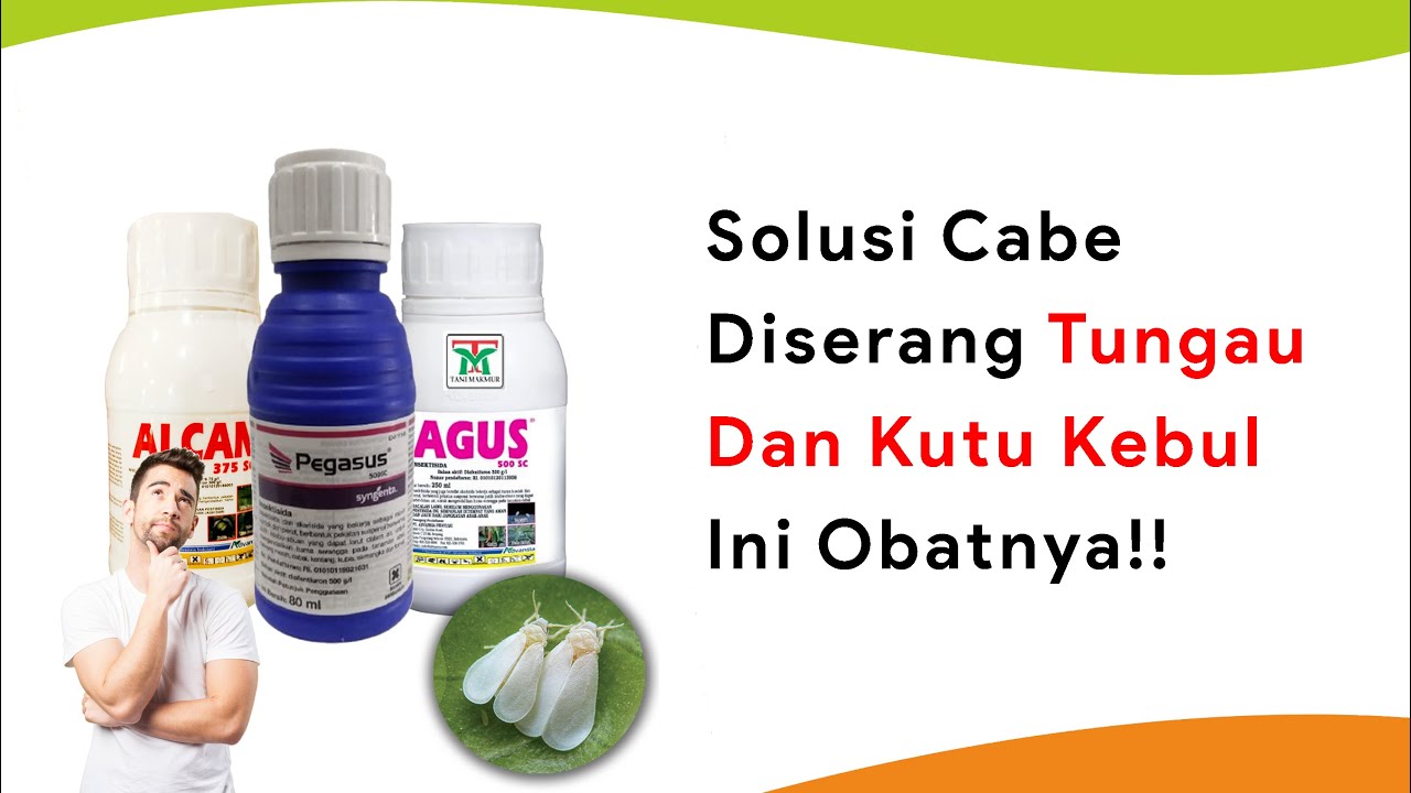 3 Insektisdia Bunuh Tungau dan Kutu Kebul dengan Cepat, Racun Tahan 20 Hari Setelah Semprot