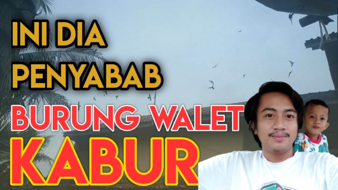 penyebab burung walet tidak mau menginap atau kabur | PETANI WALET PEMULA HARUS TAU