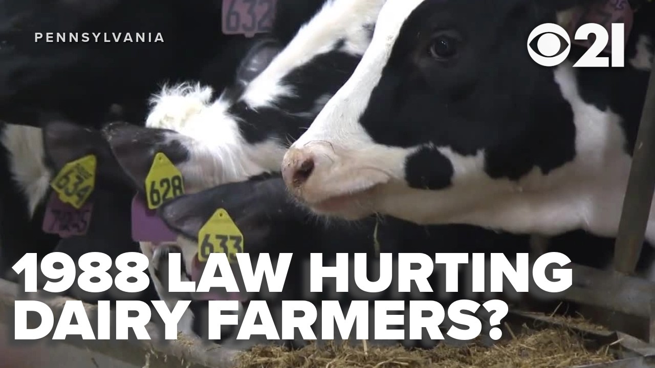 Breaking down PA milk prices: How dairy farmers say a 1988 law is hurting their pockets