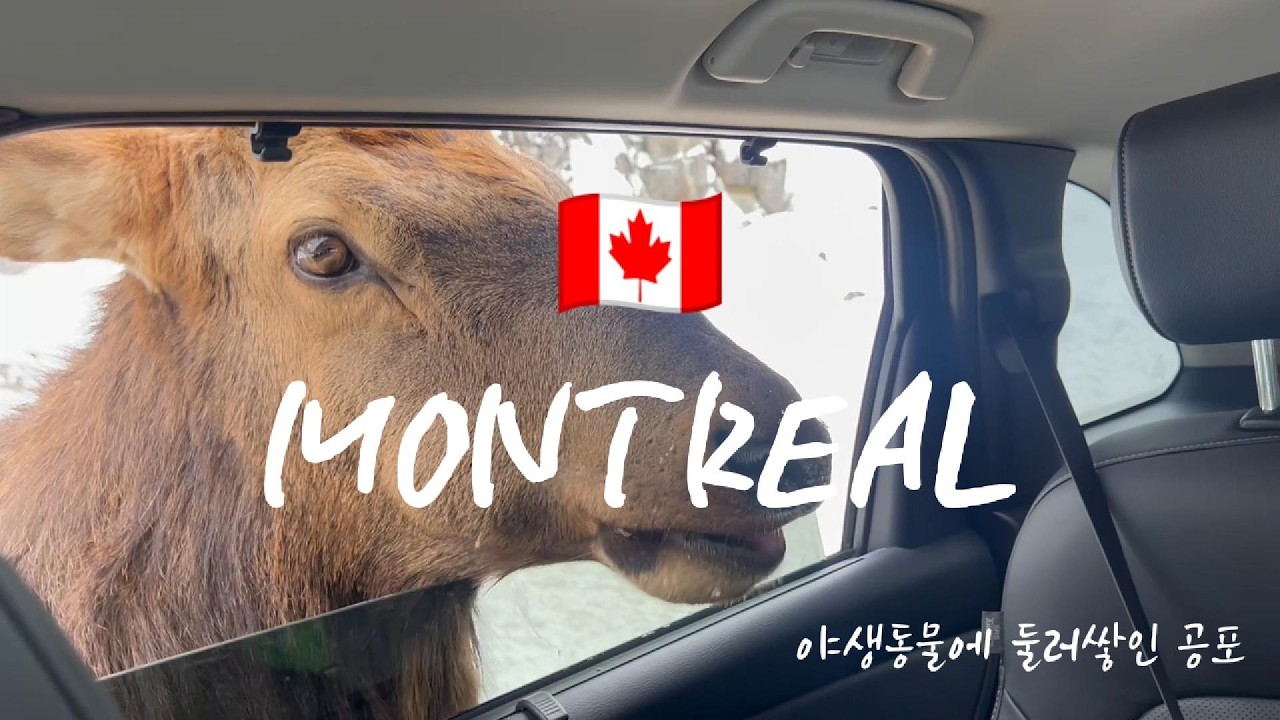 🇨🇦 MONTREAL 2025년 마지막 여행 | 야생동물에 둘러 쌓인 공포