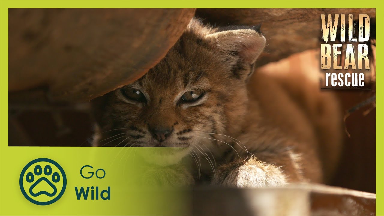 Sleepless in Smithers | Wild Bear Rescue S02E12 | Go Wild