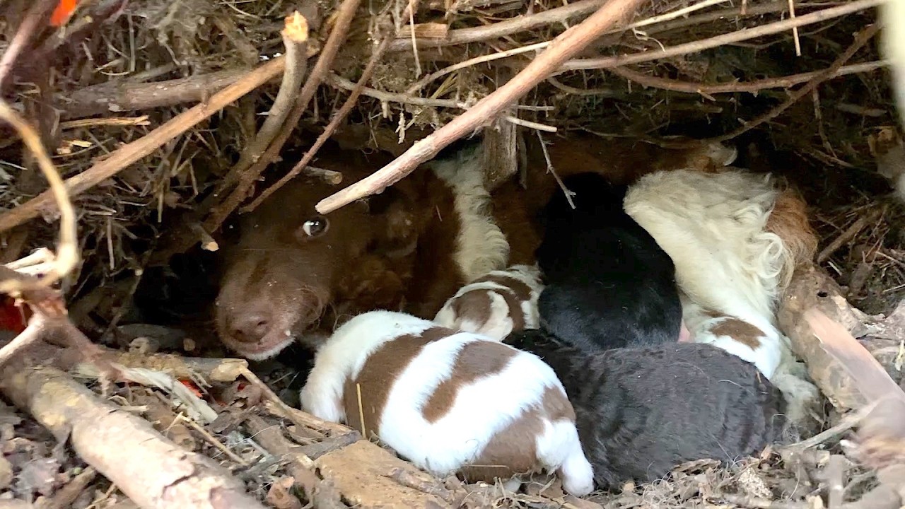 Abandoned mama dog comes to our shelter asking for help for her family.