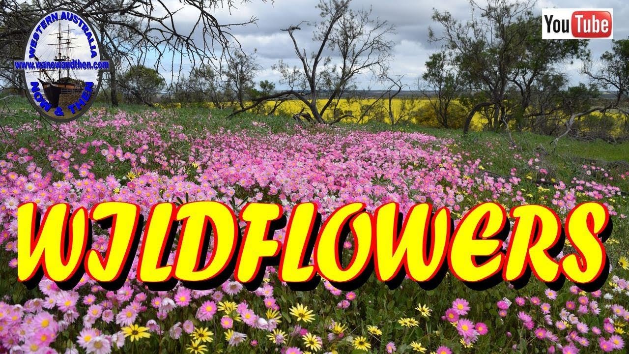 The wildflowers of Western Australia
