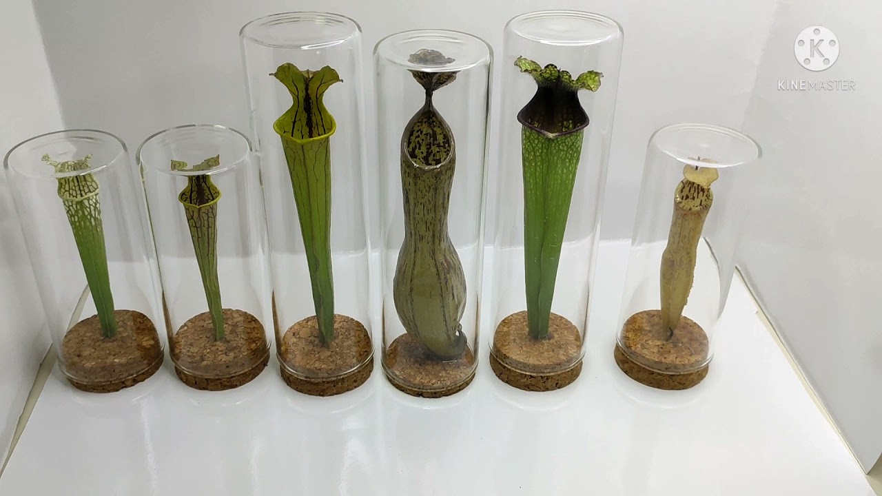 Preserved carnivorous plants (pitcher plants)