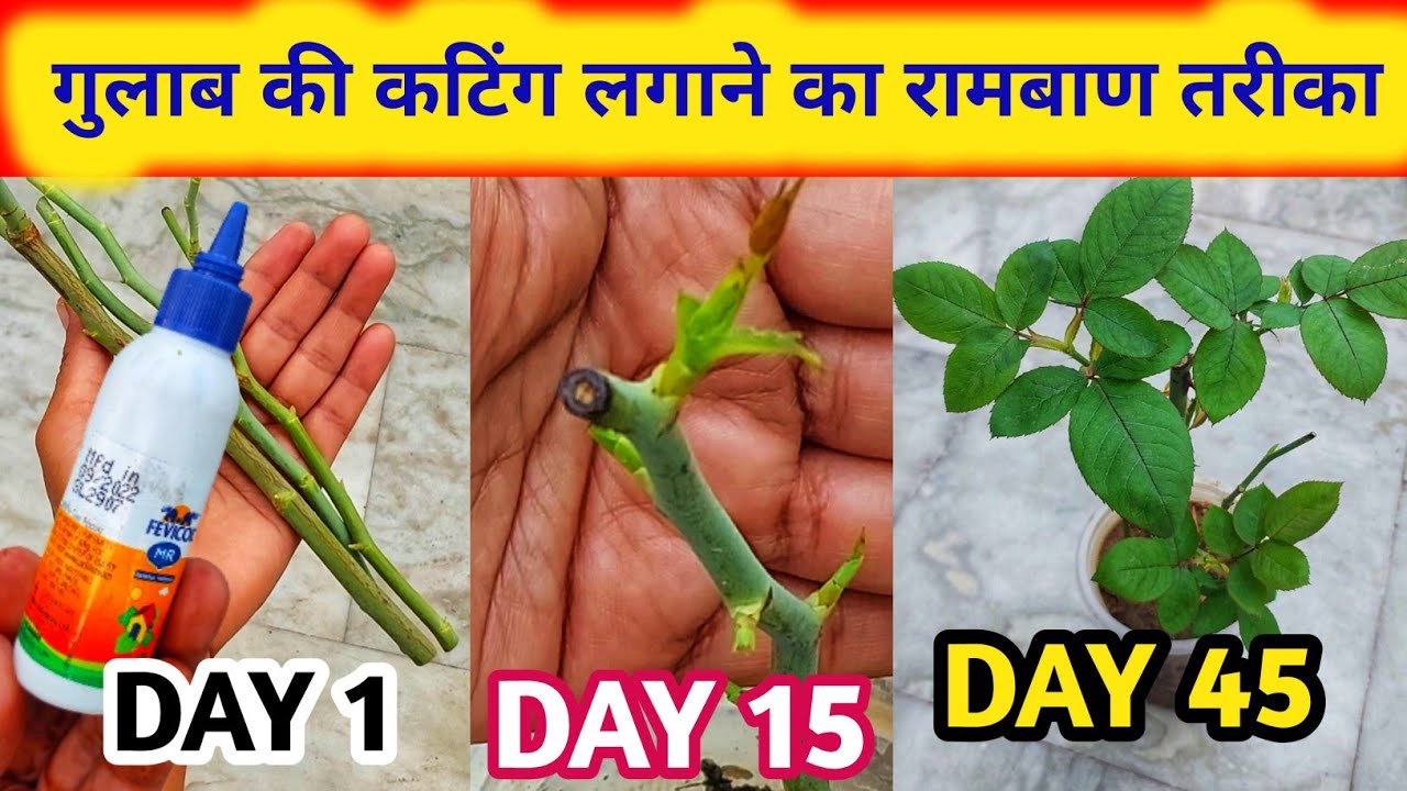 गुलाब की कटिंग लगने से कोई रोक नहीं सकता। How to grow Rose cuttings.Rose plant growing tips.