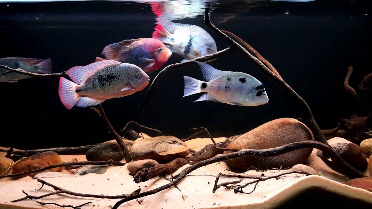 6 foot vieja tank