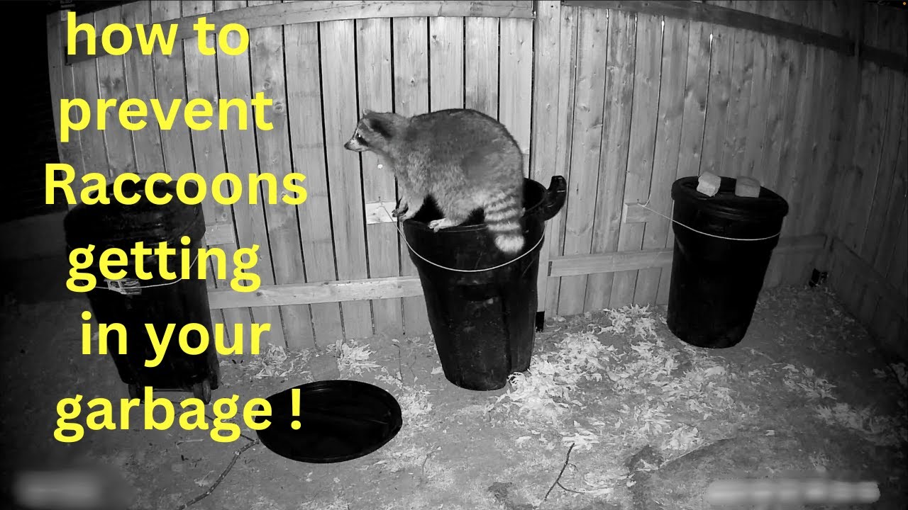 How To  ● Stop Raccoons Getting in Your Garbage !