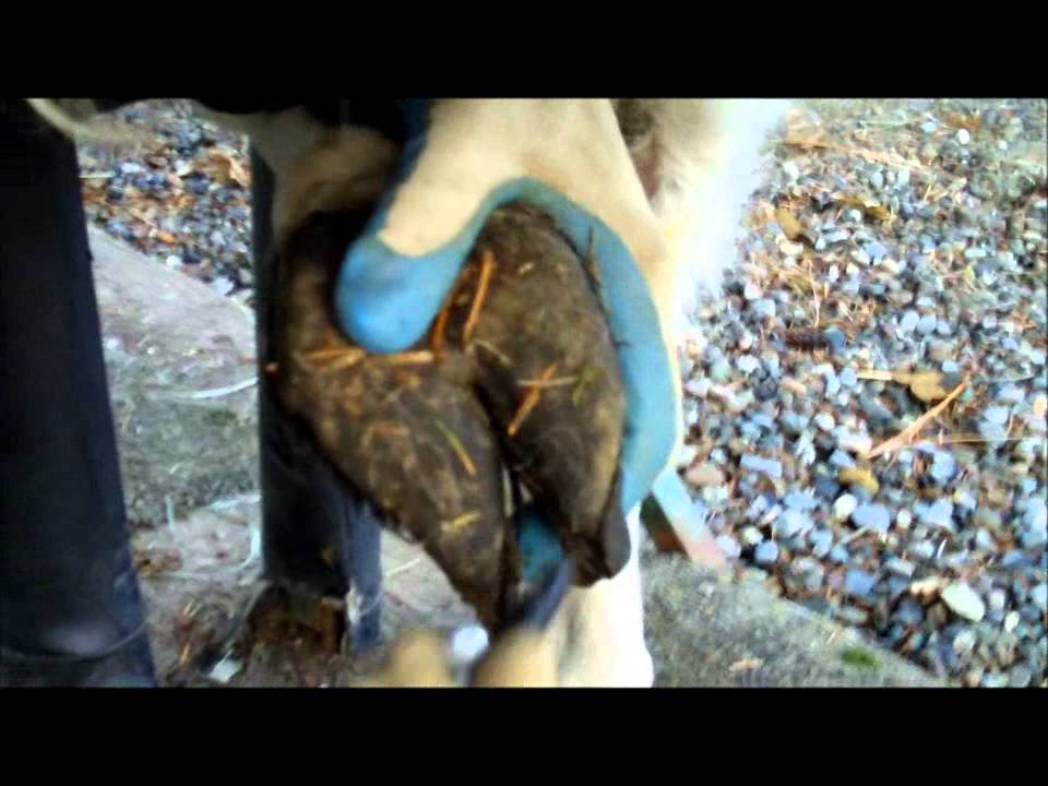 Trimming Llama Toenails - Sundae