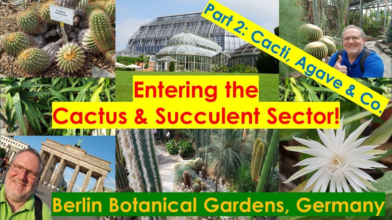 BOTANICAL GARDEN BERLIN Cactus Succulent Collection PART 2 