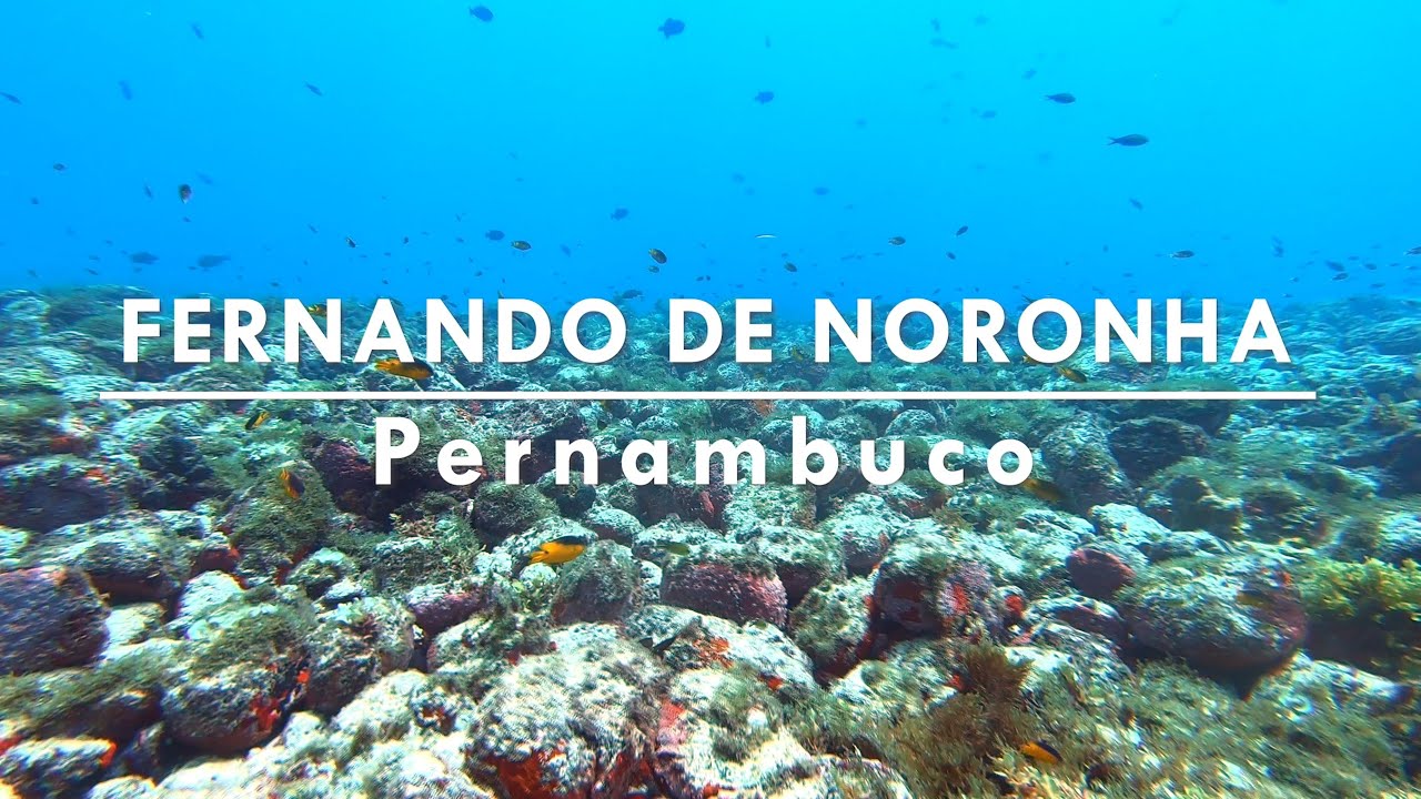 MERGULHOS NA ILHA DE FERNANDO DE NORONHA: O Fundo Do Mar Mais Espetacular Do Brasil \o/