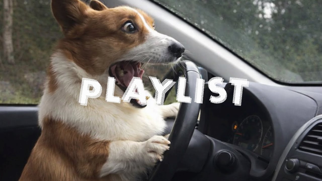 Playlist 🎵 틀자마자 텐션 UP!! 반려견도🐶 산책 가자고 소리 지르는 은근 신나는 플리 🎧