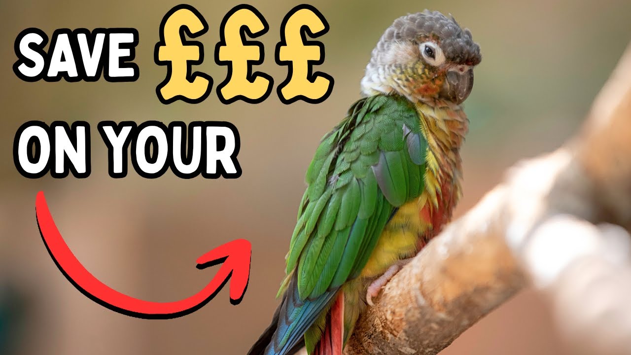 Pet Bird Money Saving Tips - Saving Money On Your Parrot Supplies | TheParrotTeacher AD