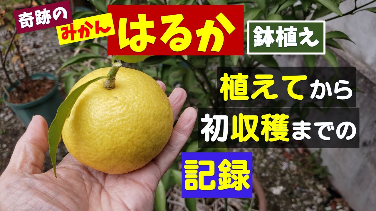 果樹栽培：奇跡のみかん「はるか」植え付け～収穫までの記録