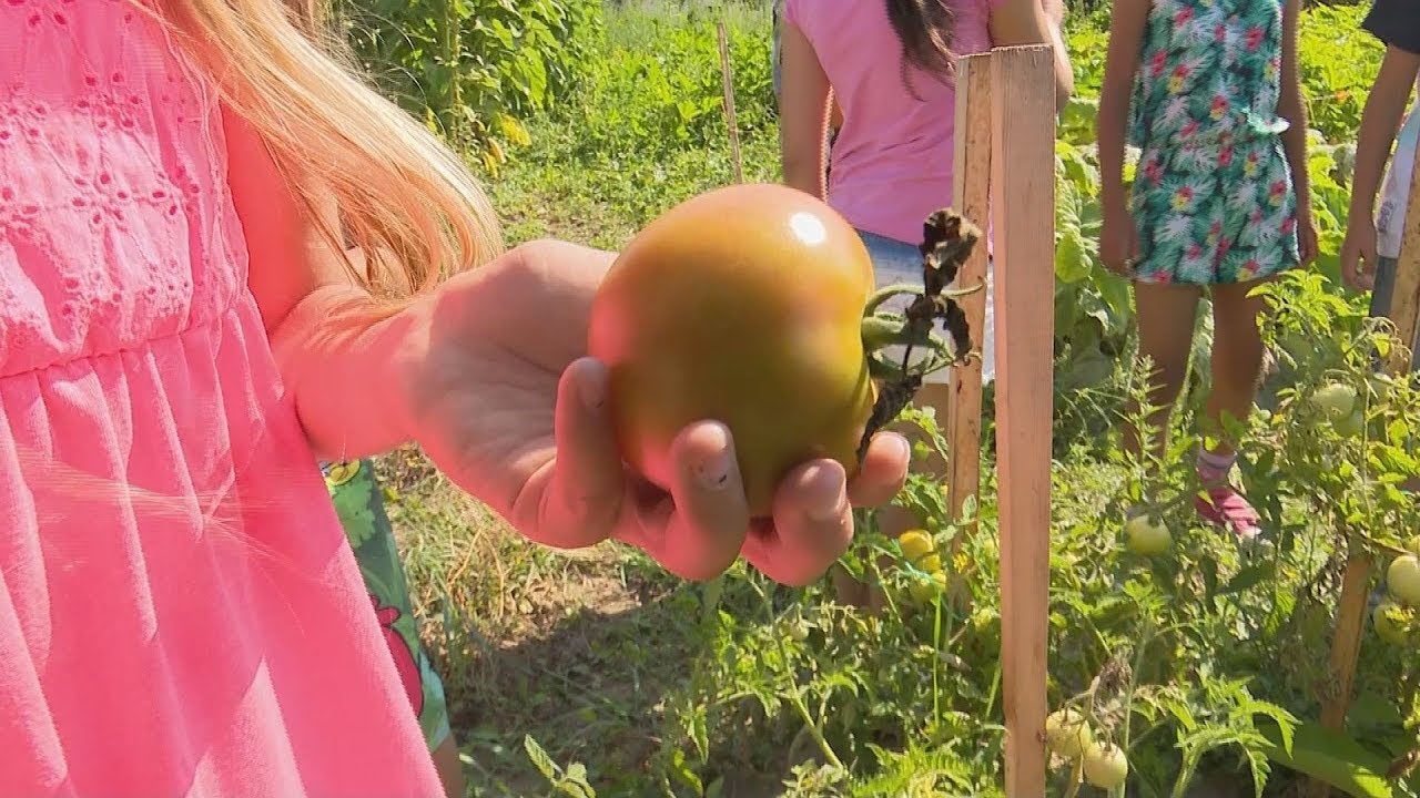 Nyáron (is) iskolában