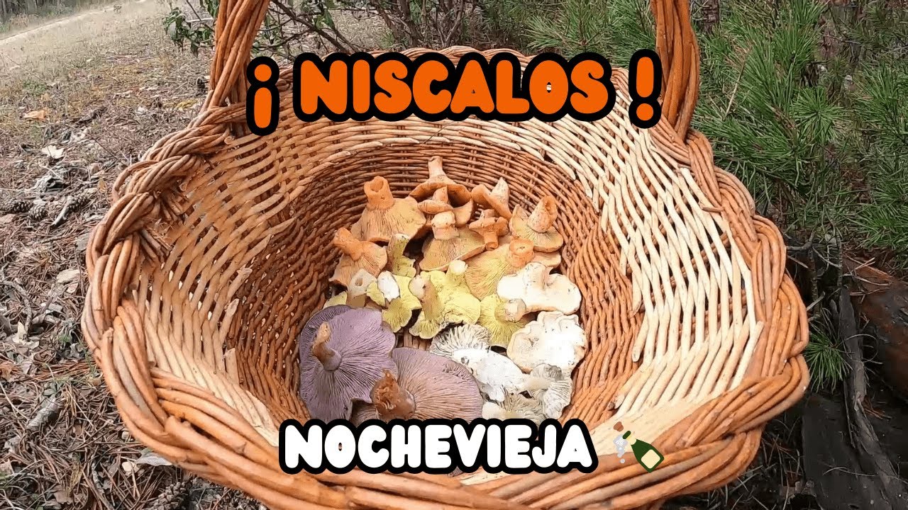 👉 ¡Cesta llena en NOCHEVIEJA! 🍄 Níscalos, capuchinas y pie azul a tope
