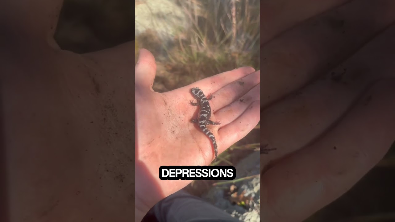 Exploring the Enigmatic Marbled Salamander: A Study in Elegance and Ecology