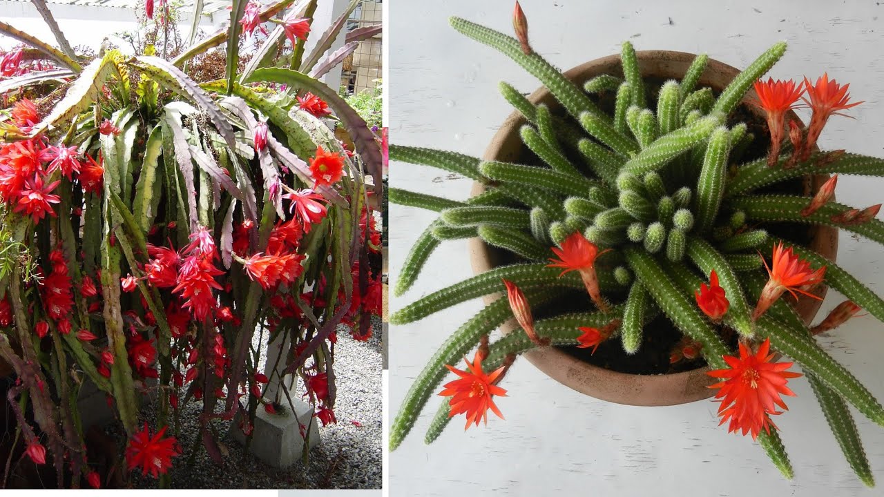 3 Cactus Pendenti Con Bellissimi Fiori, Davvero Poco Conosciuti