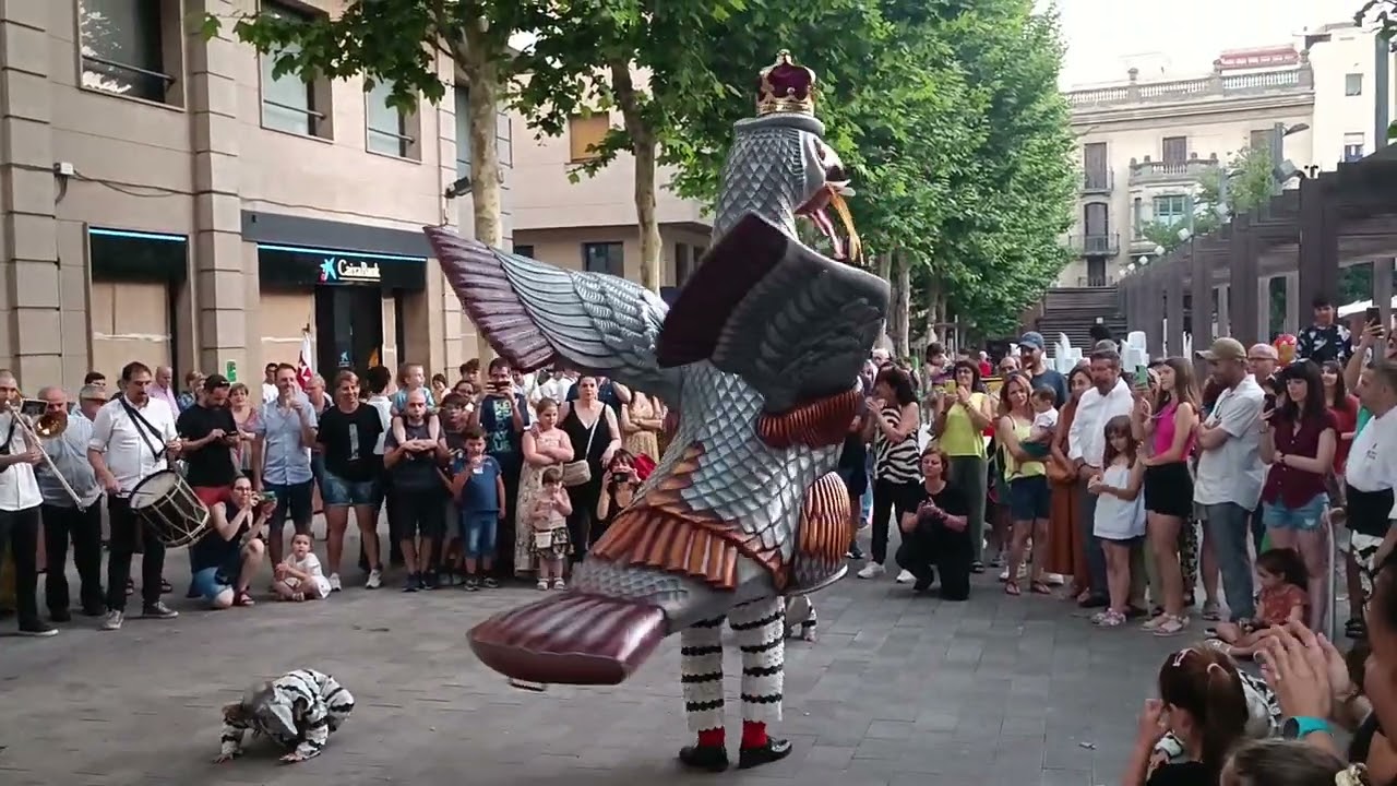 Àguila de Valls, st. Joan 2023