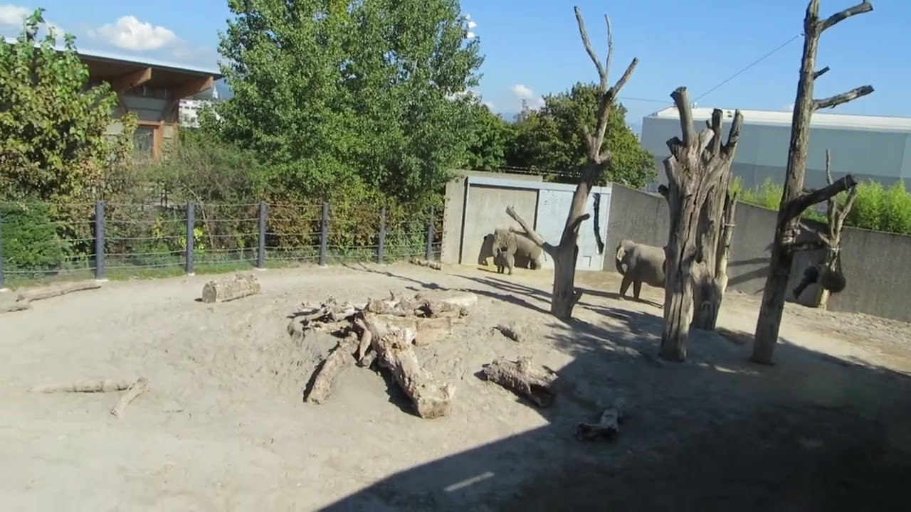 EEG Asiatischer Elefant Zoo Rapperswil, Schweiz, 22. 09 2022. Die Elefanten auf den Außenanlagen.