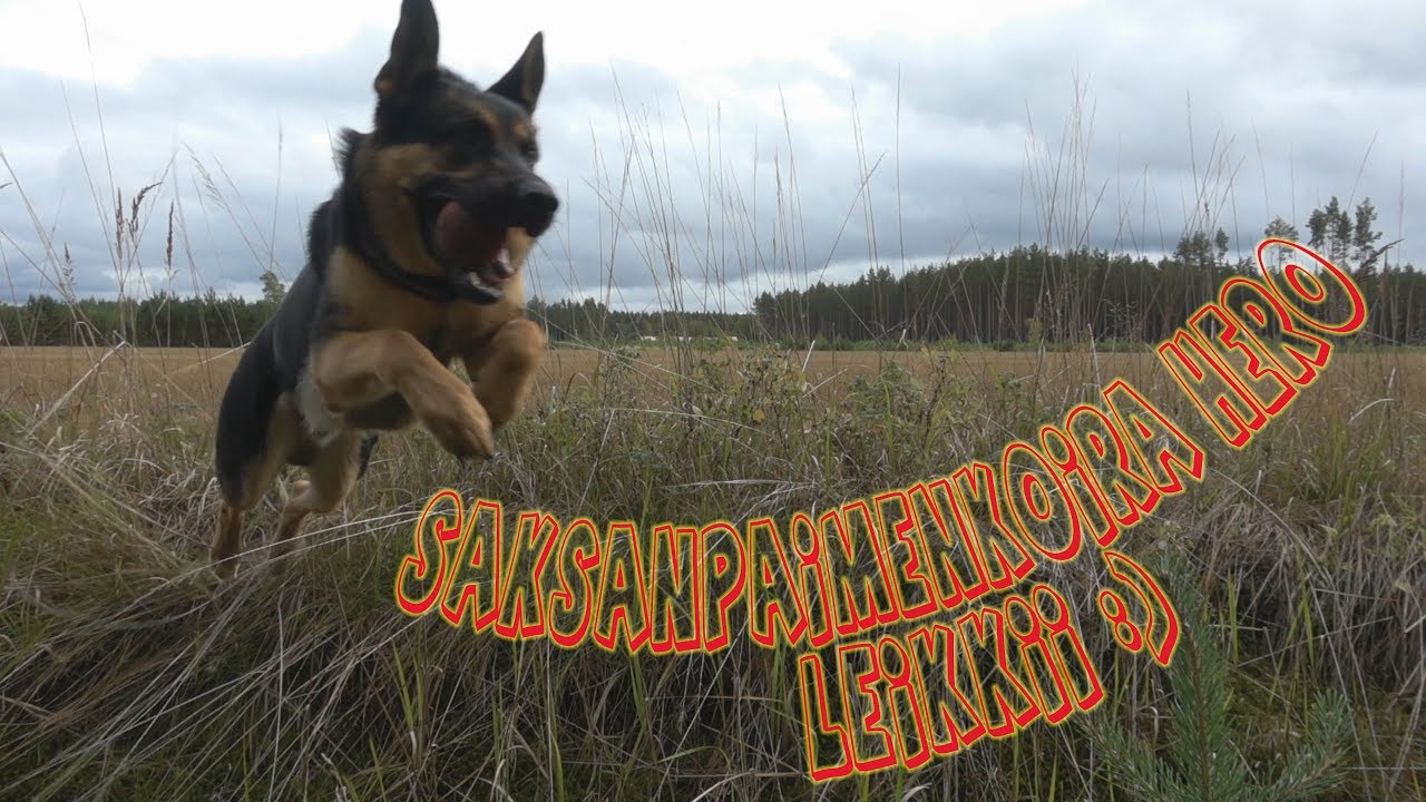 Saksanpaimenkoira Hero Leikkii Metsässä
