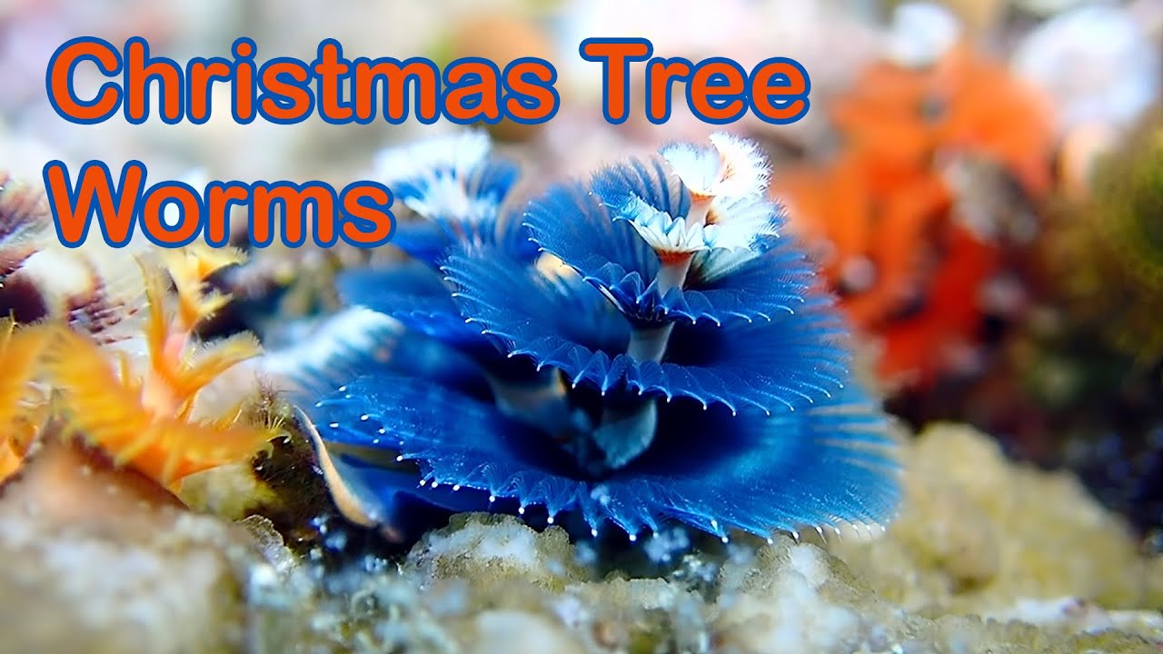 Christmas Tree Worms