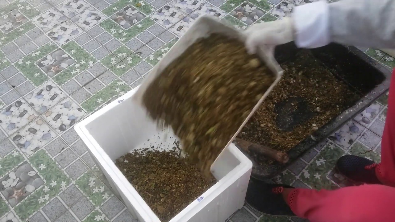 Cách ủ  Phân Gà khô cứng cũng phải hoai tơi ,xốp ,mùi nồng hăng 27/5/2019 | Khoa Hien 191