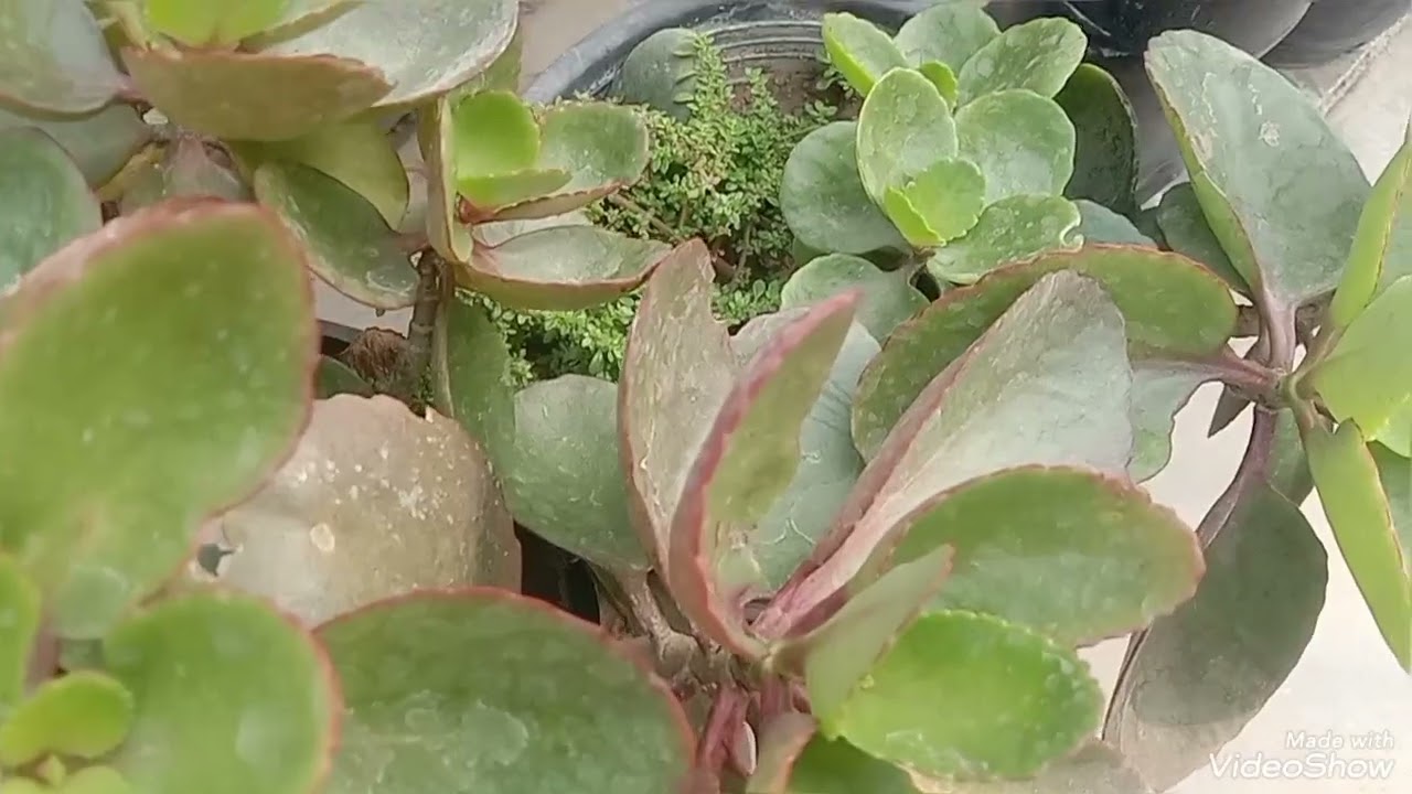 Mausam ke hisab se plants bhi rang badalte hain aiye jante hain (679)