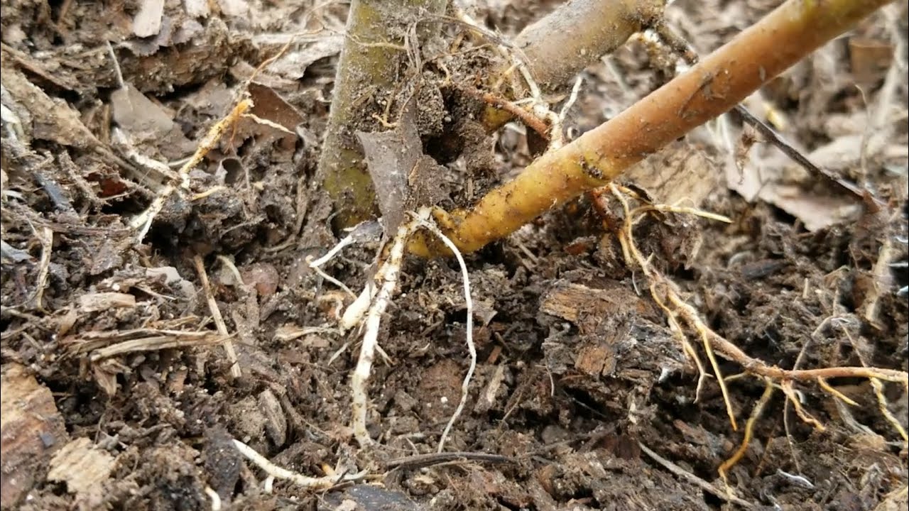 Experimenting with M111 apple rootstock