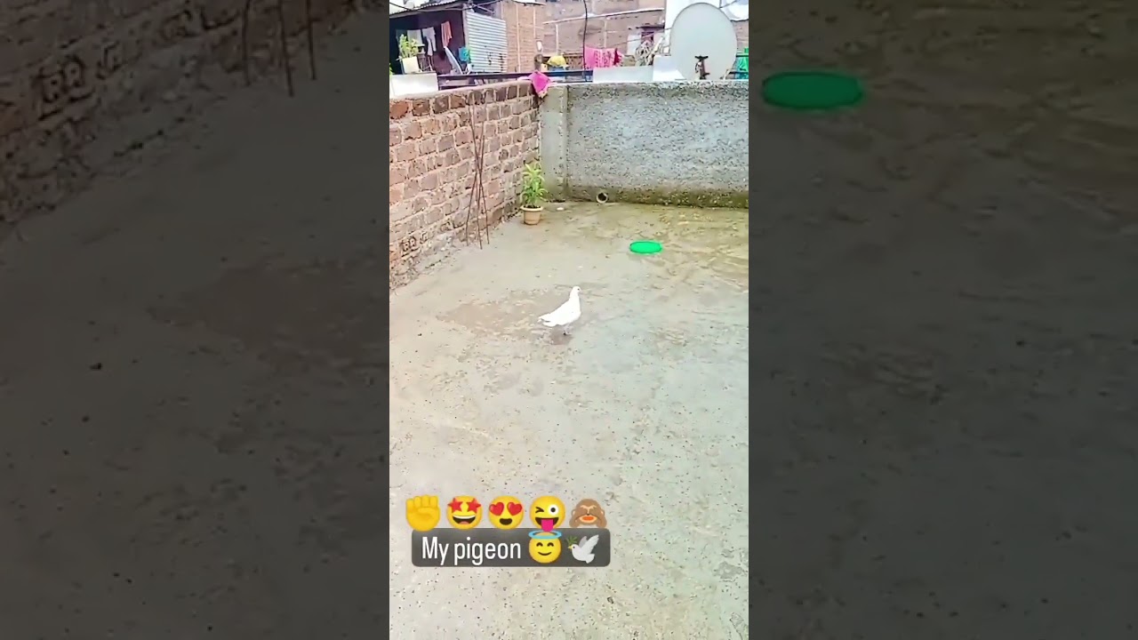My beautiful pigeon #shorts #kabootarbazi #kabootar #shortsvideo #pigeonfeed