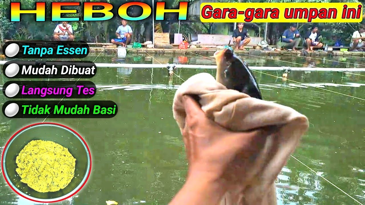 HEBOH‼️Gara-gara umpan ikan mas ini, orang satu empang jadi rame