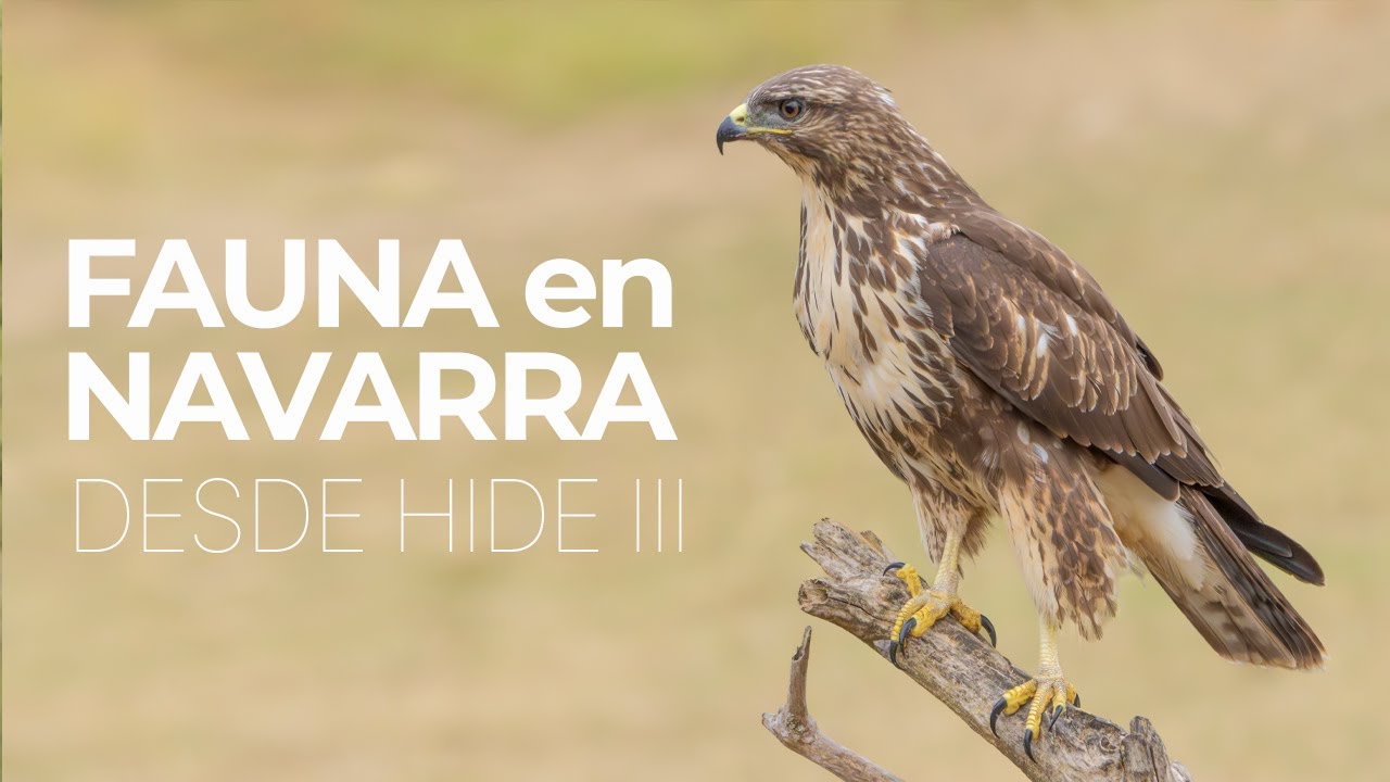 FAUNA NAVARRA III