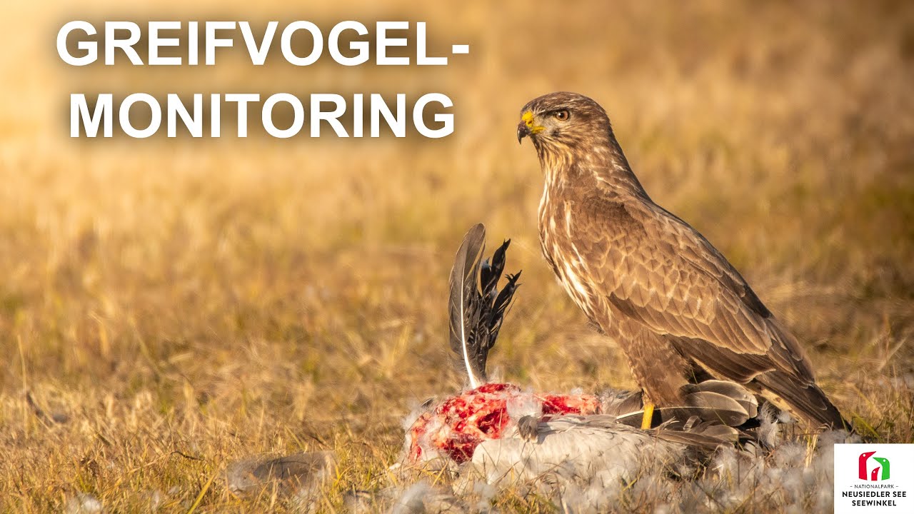 Winterliche Gäste: Greifvögel im Nationalpark