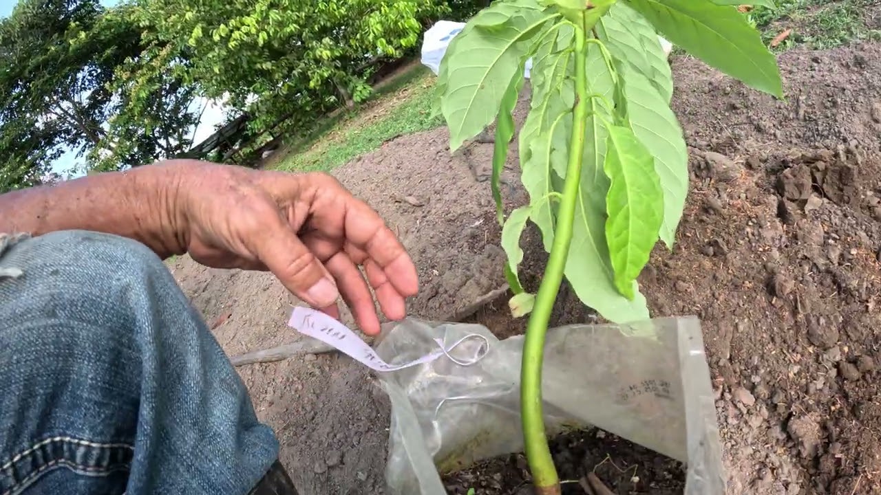 WANT Fruits FASTER? Try this! Another DELICIOUS Avocado tree going into the ground!