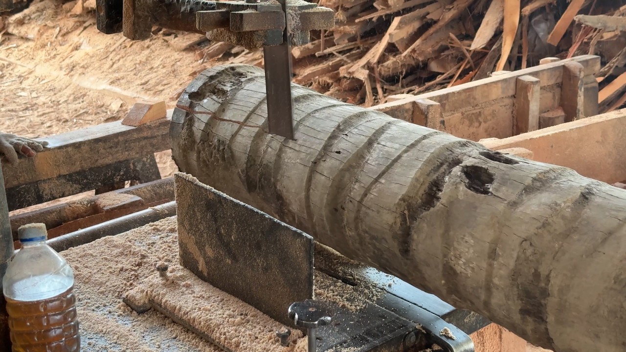 Sawmill Machine Cuts 2x20 Finished Coconut Trees Easily