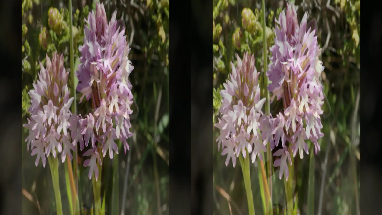 Crete 3D 4K:  Some spring mood in winter - Makrigialos to Pefki - mountain path, village and orchids