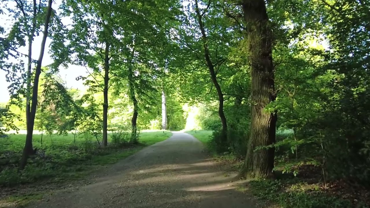 Walking in Nature, Walking IN nature, forest walks, 4k Video, Europe