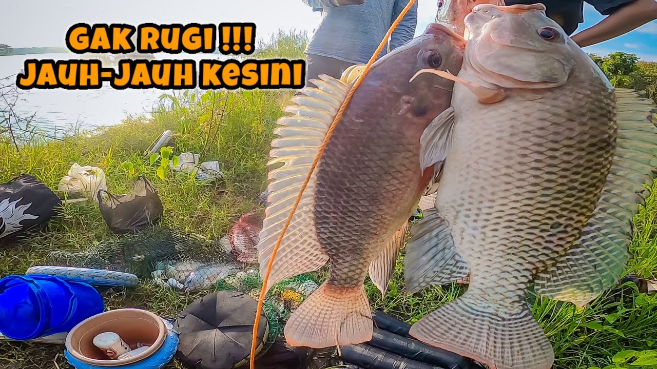GAK RUGI‼️JAUH-JAUH MANCING IKAN NILA DAPATNYA BABON-BABON || mancing ikan nila di waduk Saradan