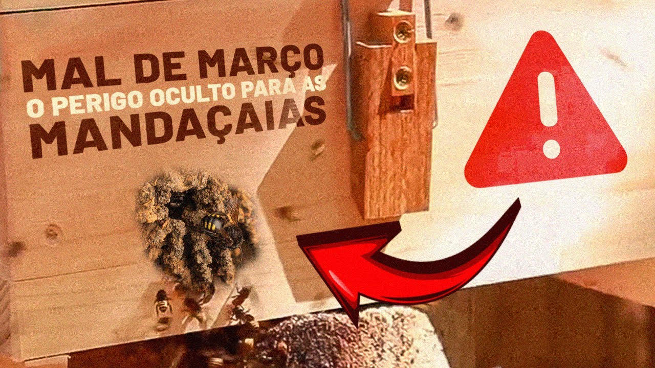Mal de Março | O perigo oculto para a abelha mandaçaia