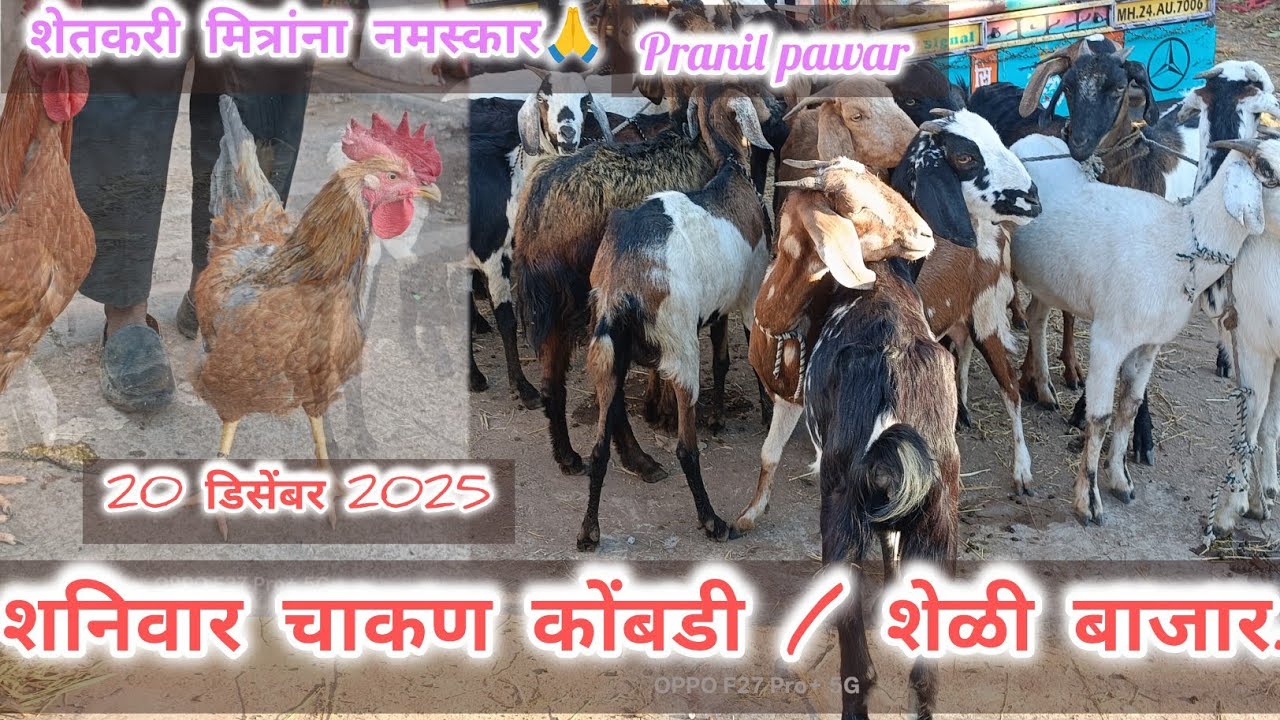 शनिवार चाकण कोंबडी आणि शेळी बाजार...20 डिसेंबर 2025.... Chakan...kombadi/Sheli bazar.... Chakan.