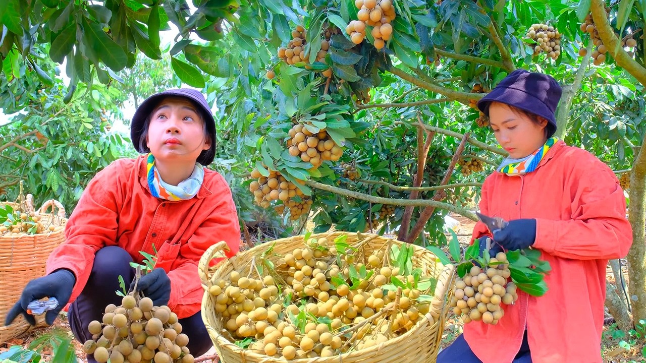 Harvesting Longan Garden for Market Sale | Cooking Longan Tea & Peaceful Farm Daily Life
