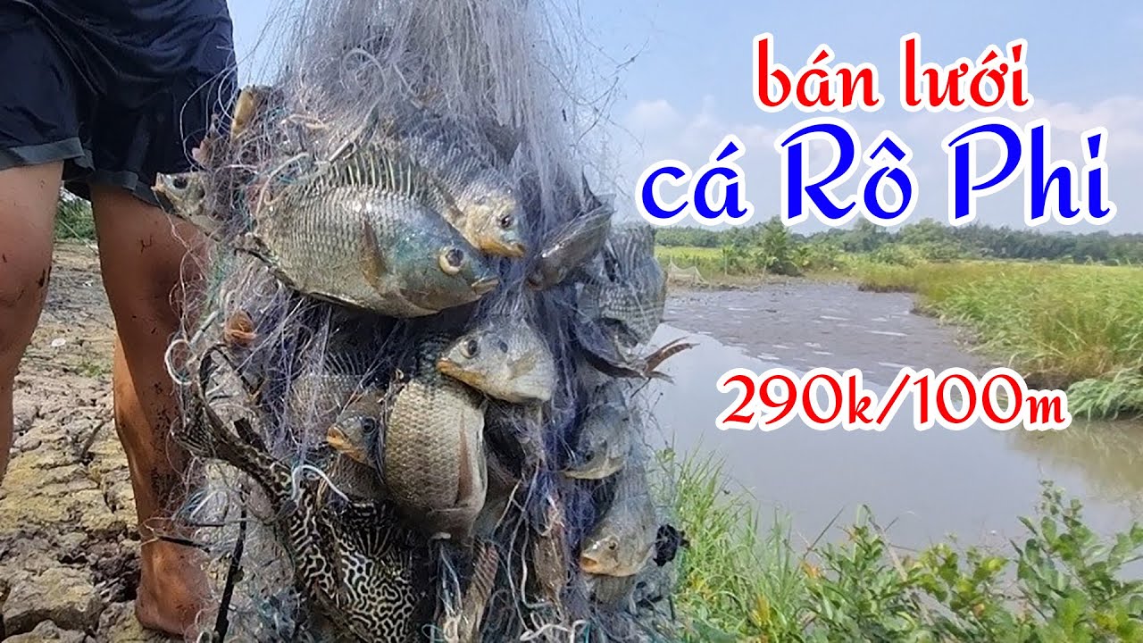 Cung cấp lưới bắt c&aacute; r&ocirc; phi c&aacute;c loại giao h&agrave;ng to&agrave;n quốc