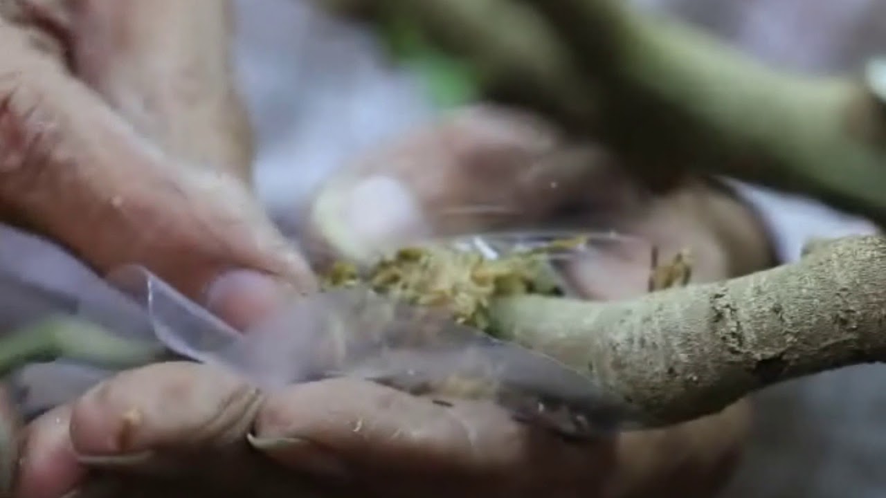 空中壓條法示範教學