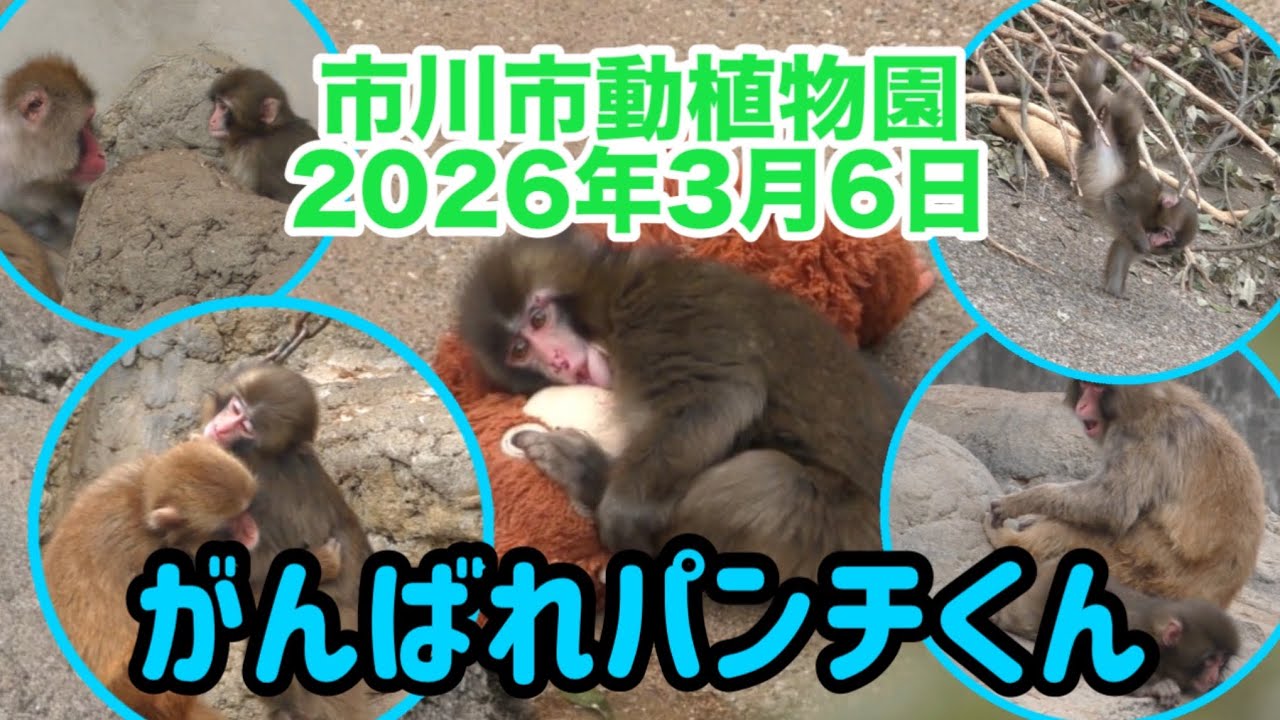 がんばれパンチくん【2026年3月6日】