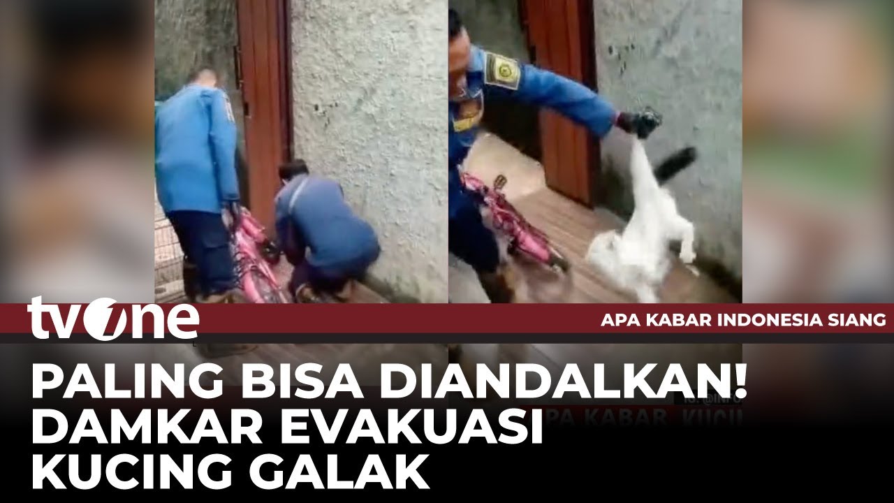 VIRAL! Dua Anggota Damkar Berusaha Menaklukan Kucing Galak | AKIS tvOne